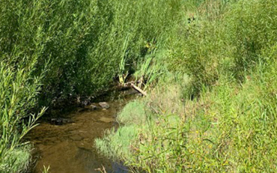 Arcola Creek Headwaters Restoration